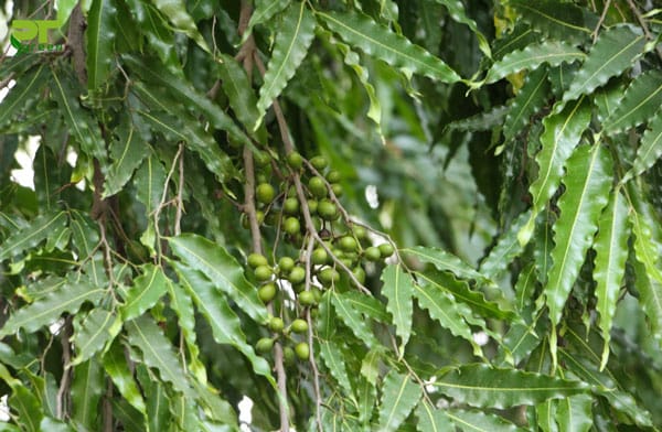 Quả cây hoàng nam