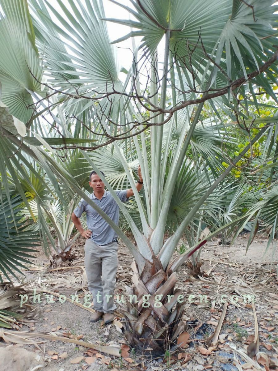 Cây kè bạc