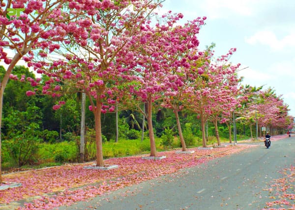 Cây công trình kèn hồng phổ biến giá rẻ 