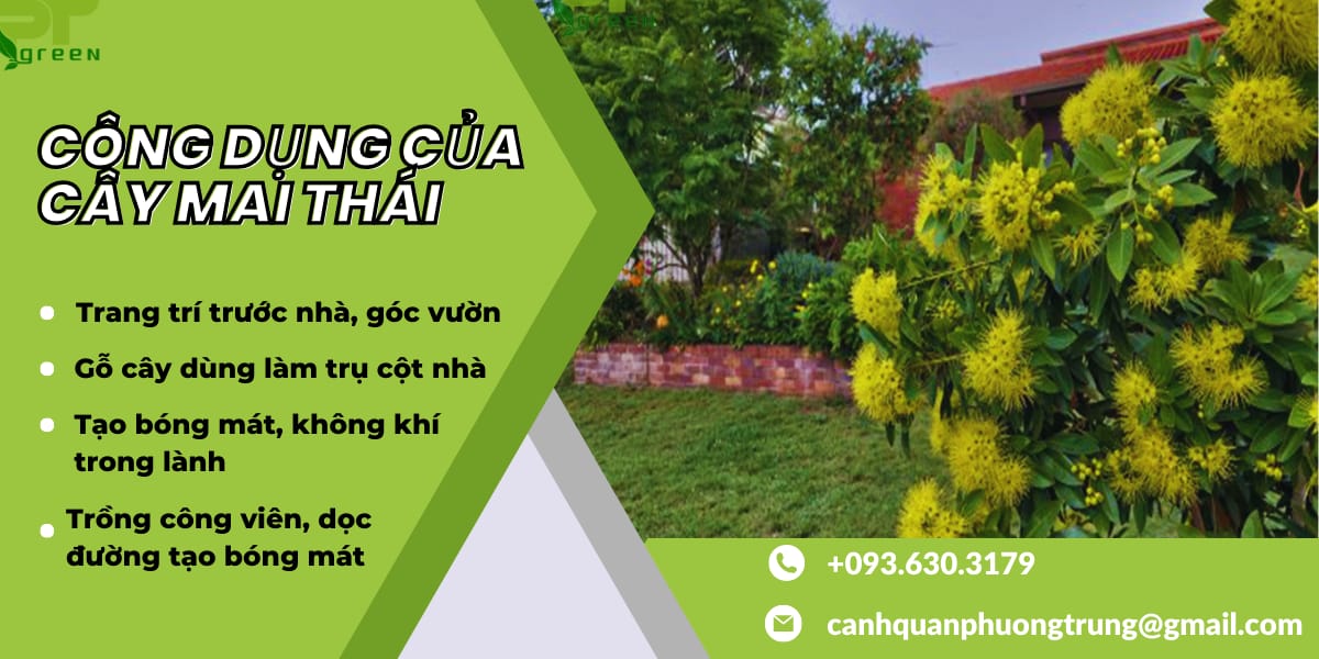 Công dụng của cây Mai thái