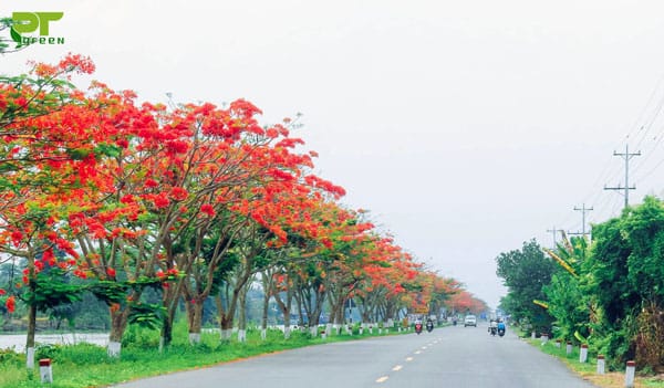 Cây phượng trồng hai bên đường tạo bóng mát và làm đẹp cảnh quan