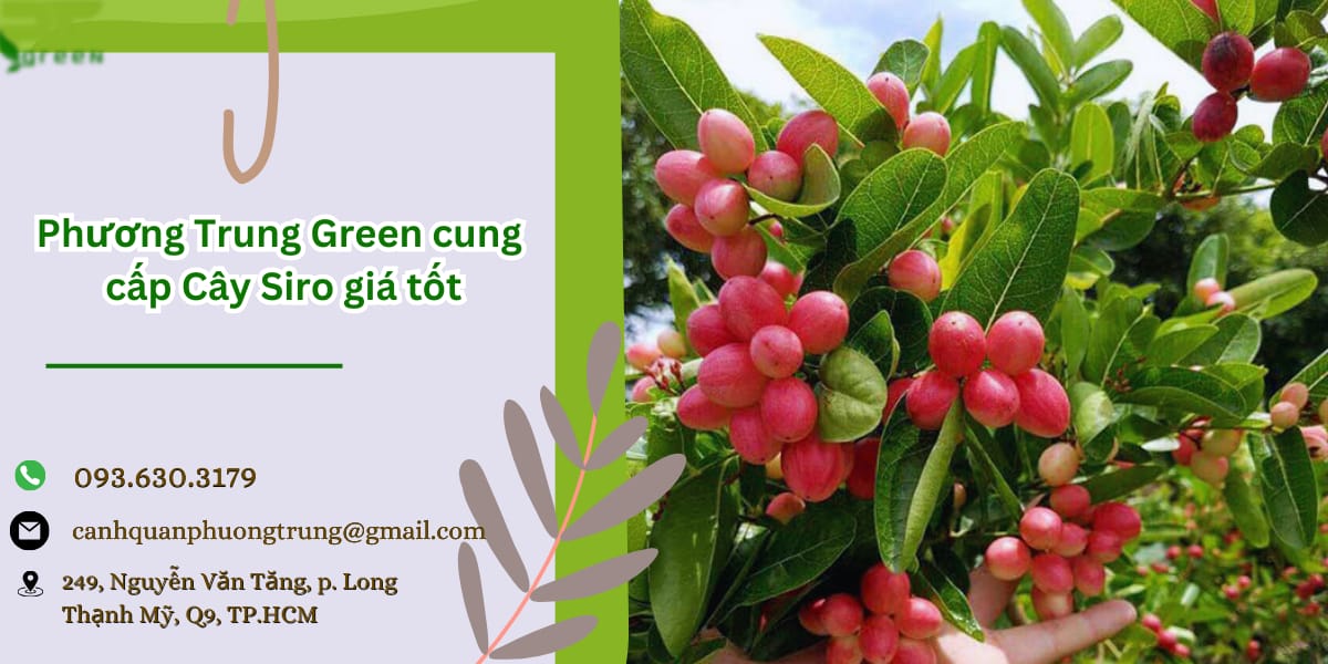 PTGreen bán cây siro giá rẻ