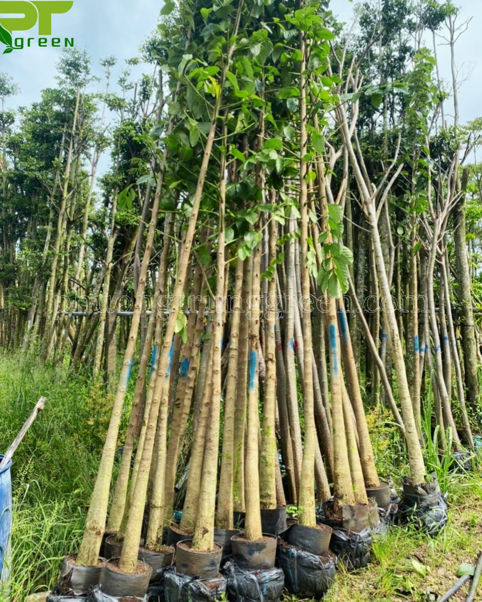 Cây sò đo cam tại vườn