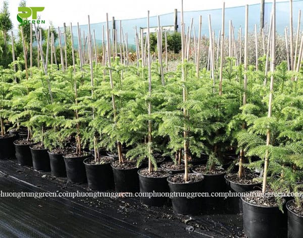 Cây tùng bách tán giá rẻ hcm