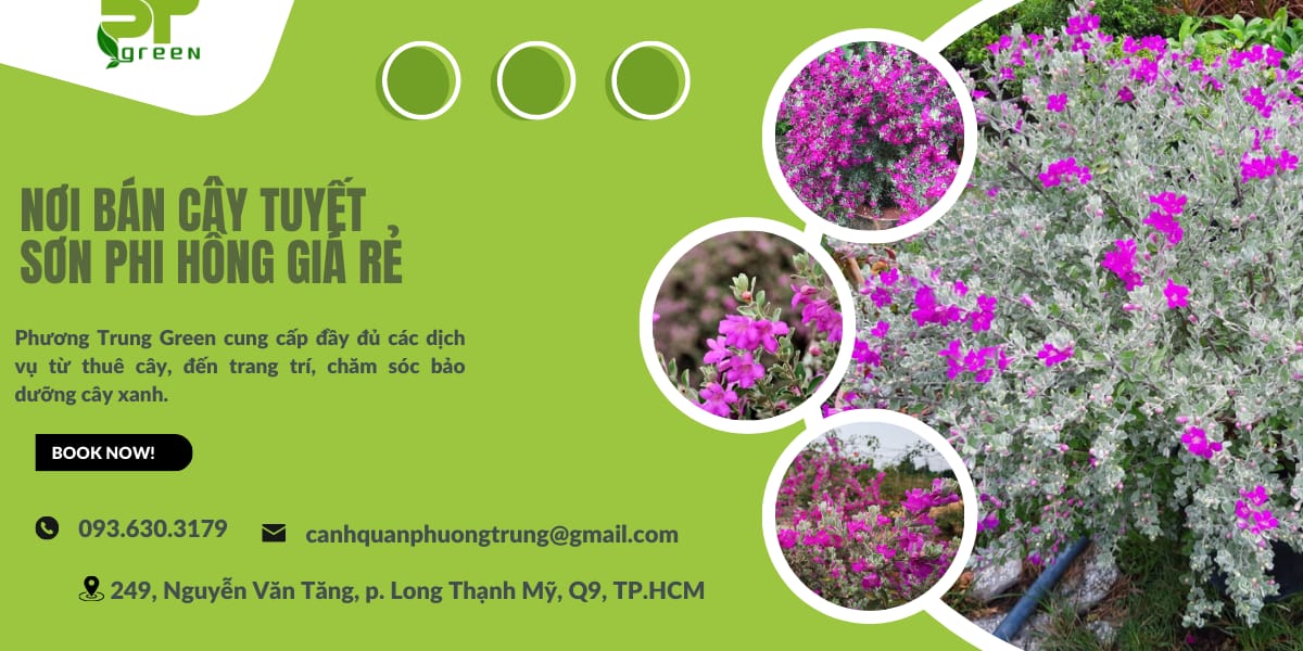 Phương Trung Green cung cấp cây tuyết sơn phi hồng