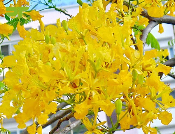 Hoa cây phượng vĩ màu vàng