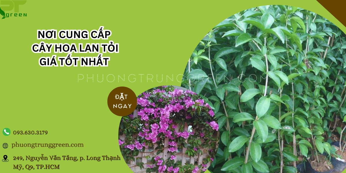 Phương Trung Green cung cấp cây hoa lan tỏi giá rẻ