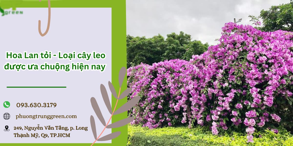 Cây hoa lan tỏi