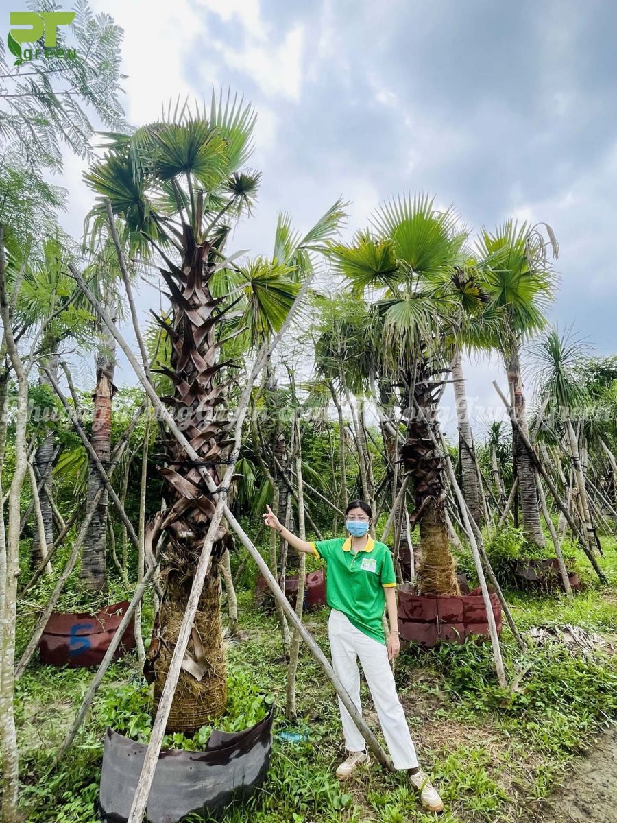 Cây kè mỹ