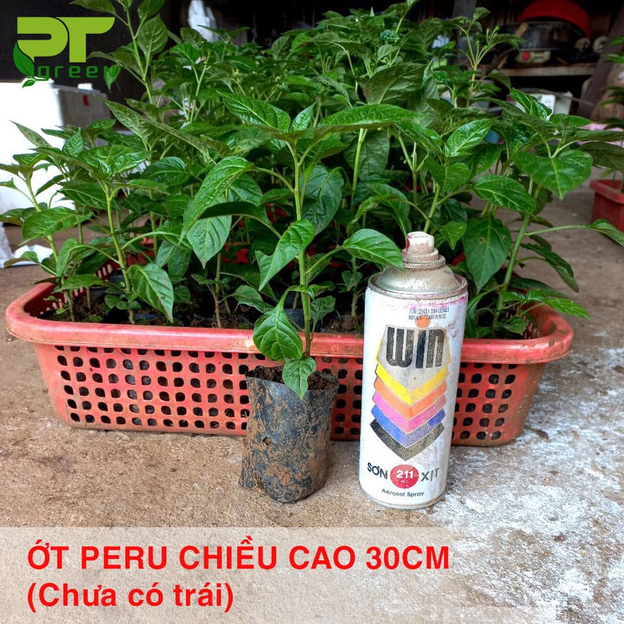 Ớt Peru Aji Charapita