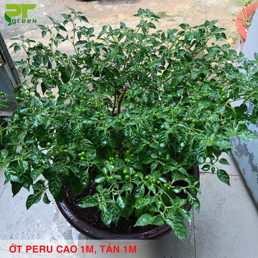 Ớt Peru Aji Charapita