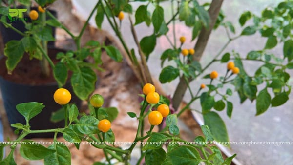 Ớt Peru Aji Charapita