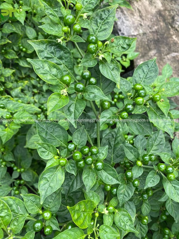 Ớt Peru Aji Charapita