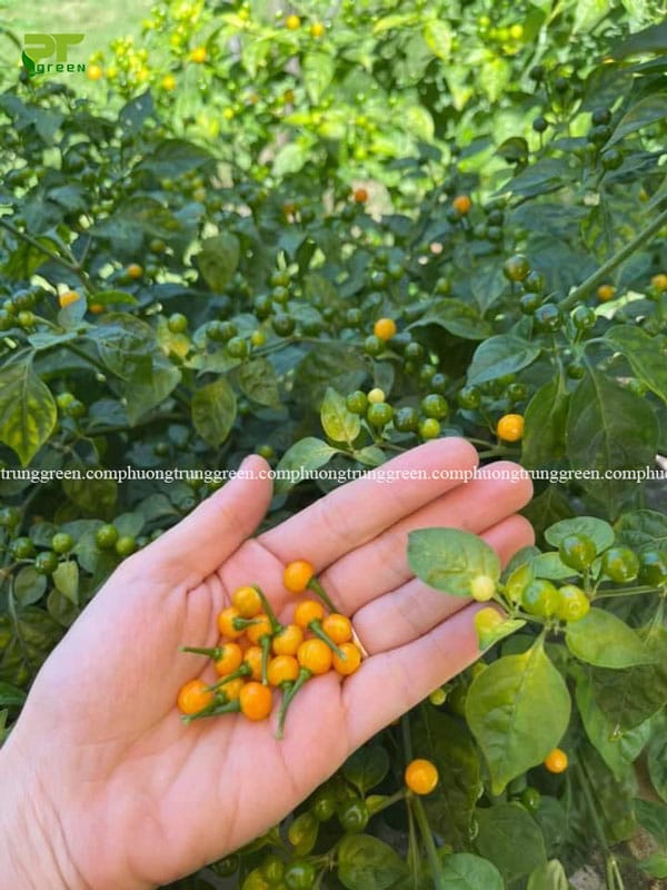 Ớt Peru Aji Charapita