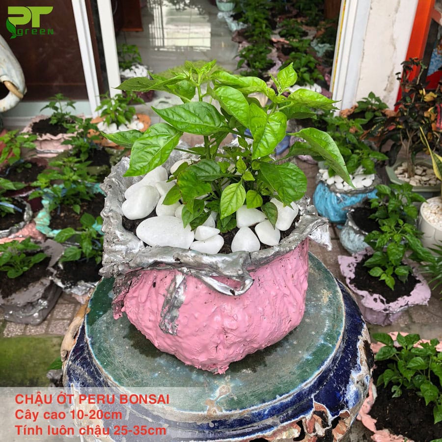 Ớt Peru Aji Charapita 