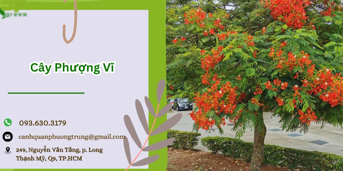 Cây phượng vĩ