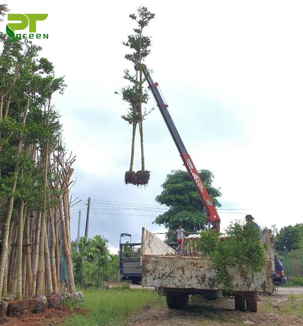 Giao cây tận nơi