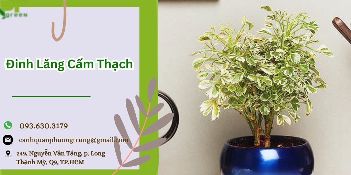 Đinh lăng cẩm thạch