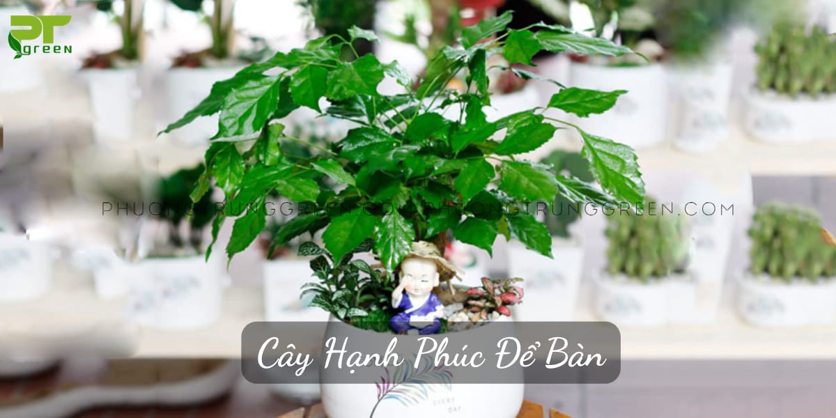 Cây hạnh phúc để bàn