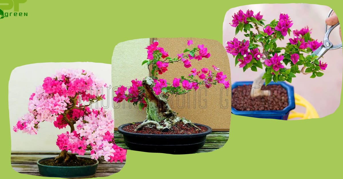 Chậu cây bông giấy bonsai