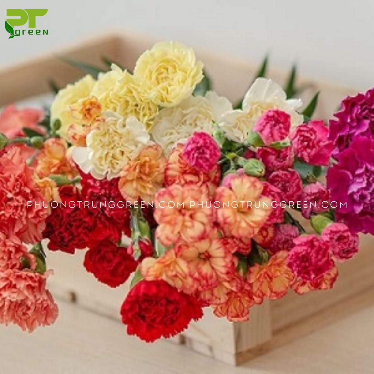 Hoa Cẩm Chướng