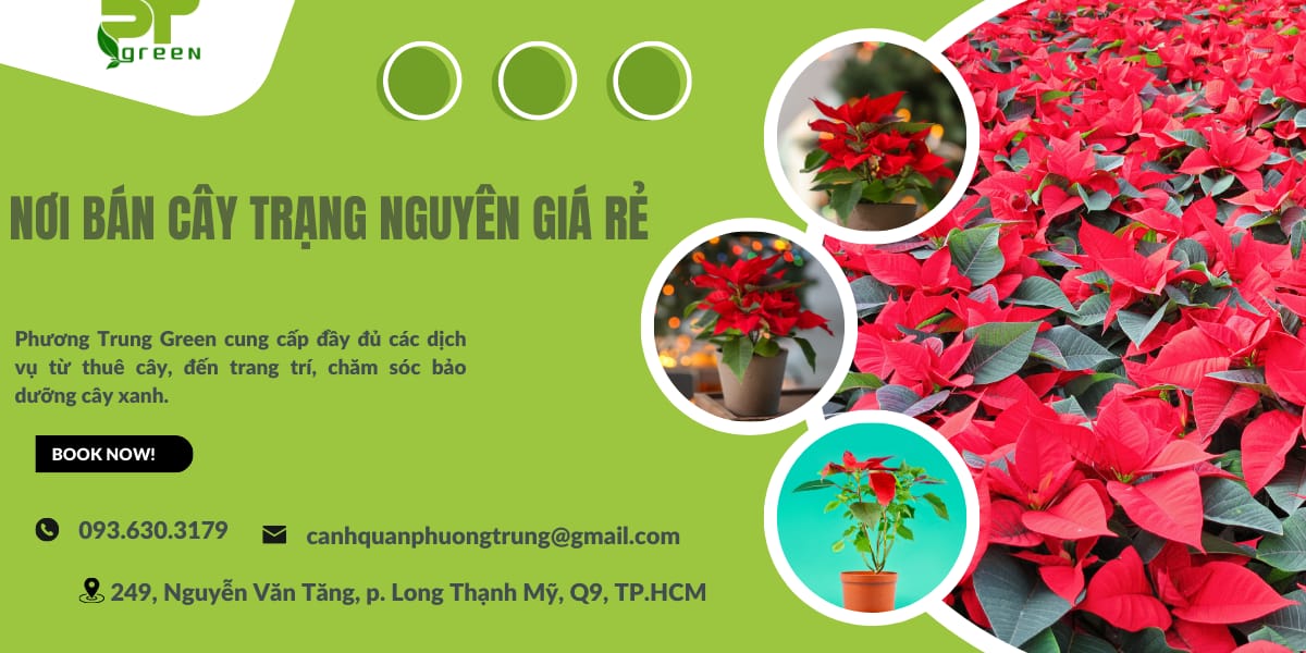 Phương Trung Green bán cây trạng nguyên giá rẻ