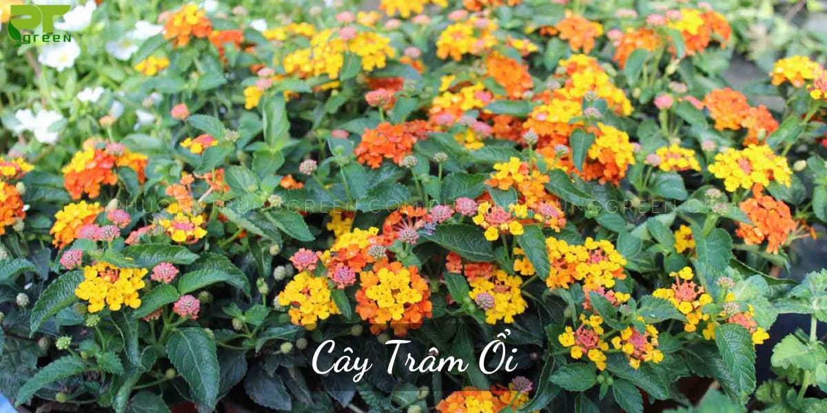 Cây trâm ổi