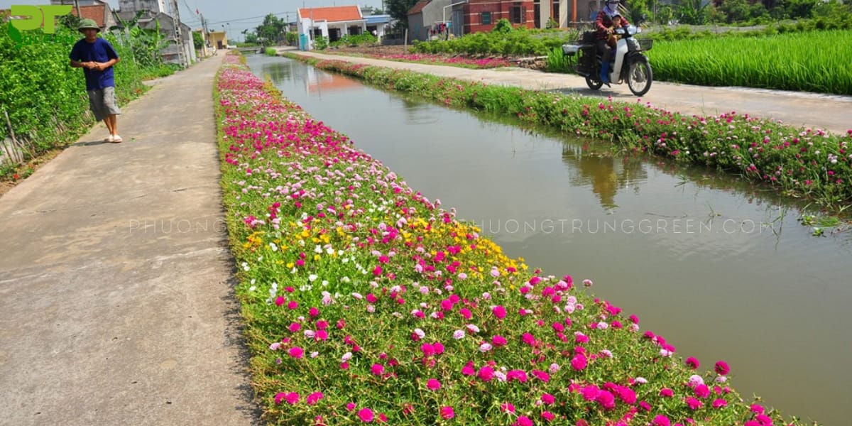 Hoa mười giờ làm đẹp cảnh quê