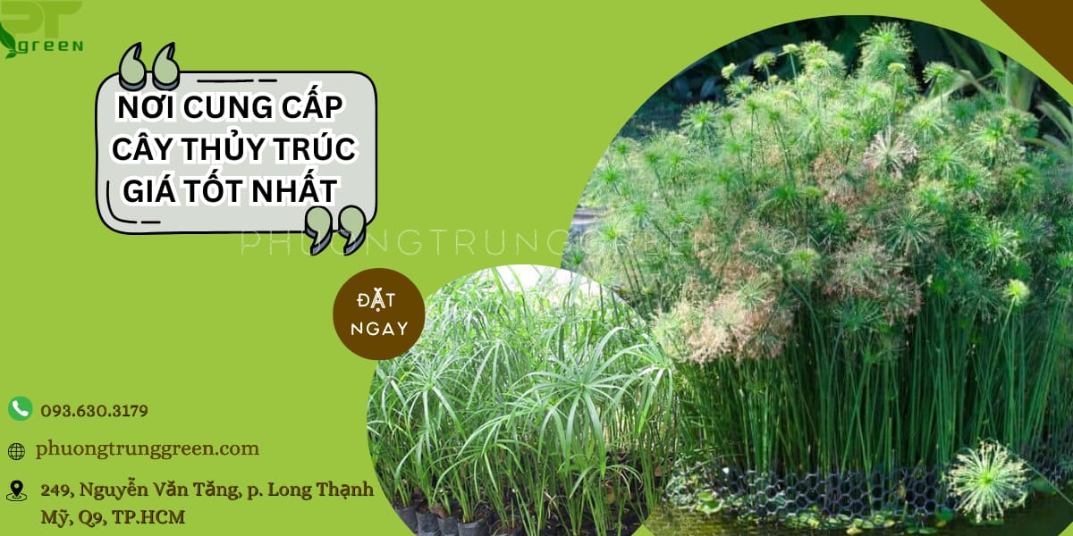 Phương Trung Green bán cây thủy trúc giá rẻ