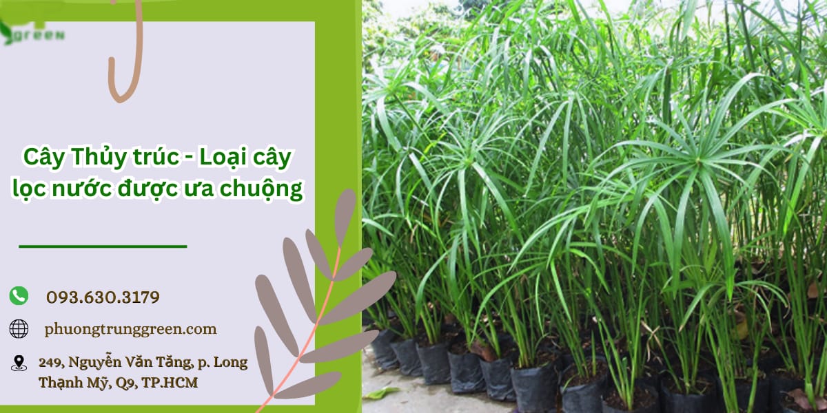 Cây thủy trúc