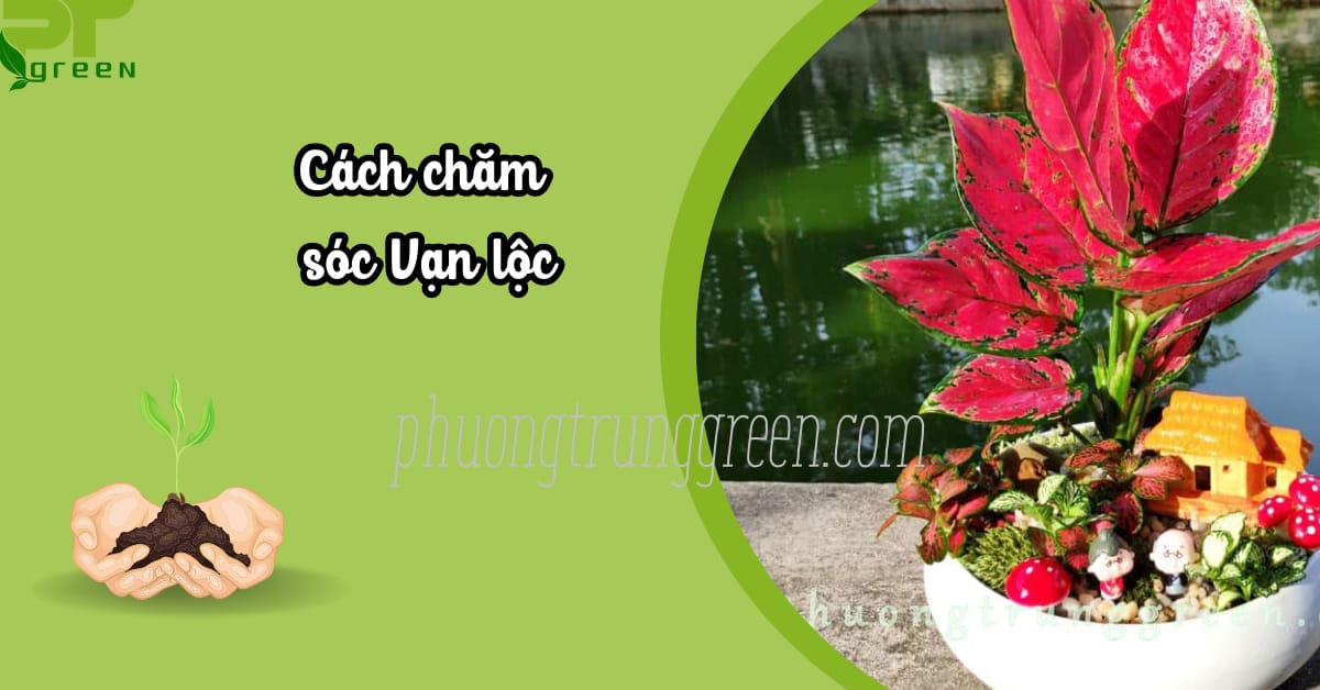 Cách chăm sóc Vạn lộc