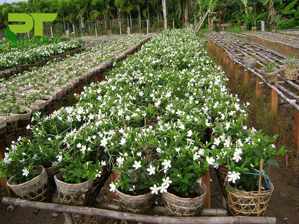 Cây mai chỉ thiên