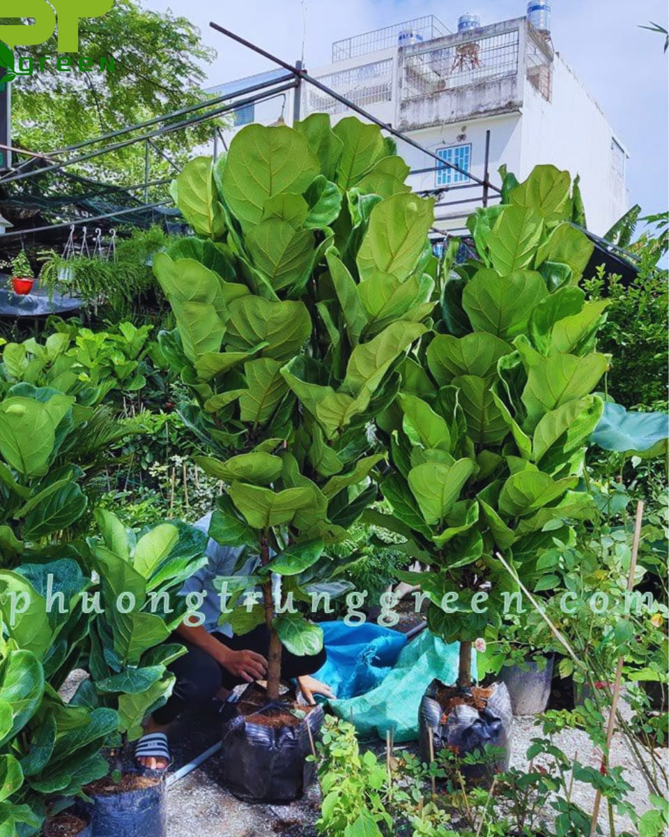 Vận chuyển cây bàng Singapore tận nơi và trồng cho khách