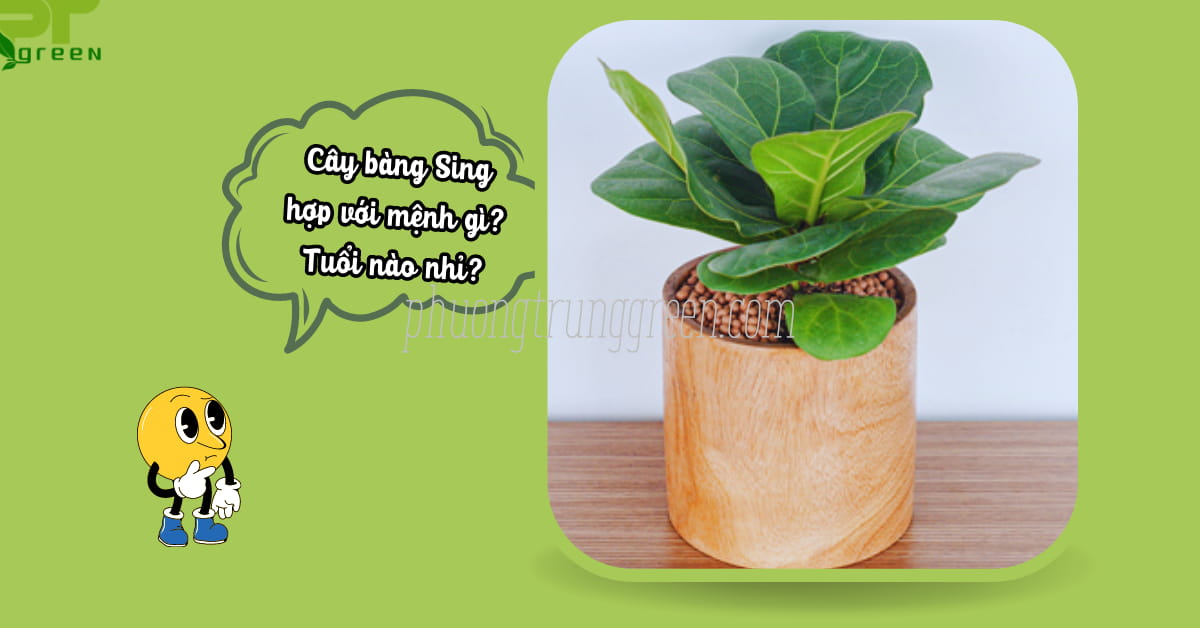 Cây bàng Singapore hợp mệnh gì? Tuổi nào