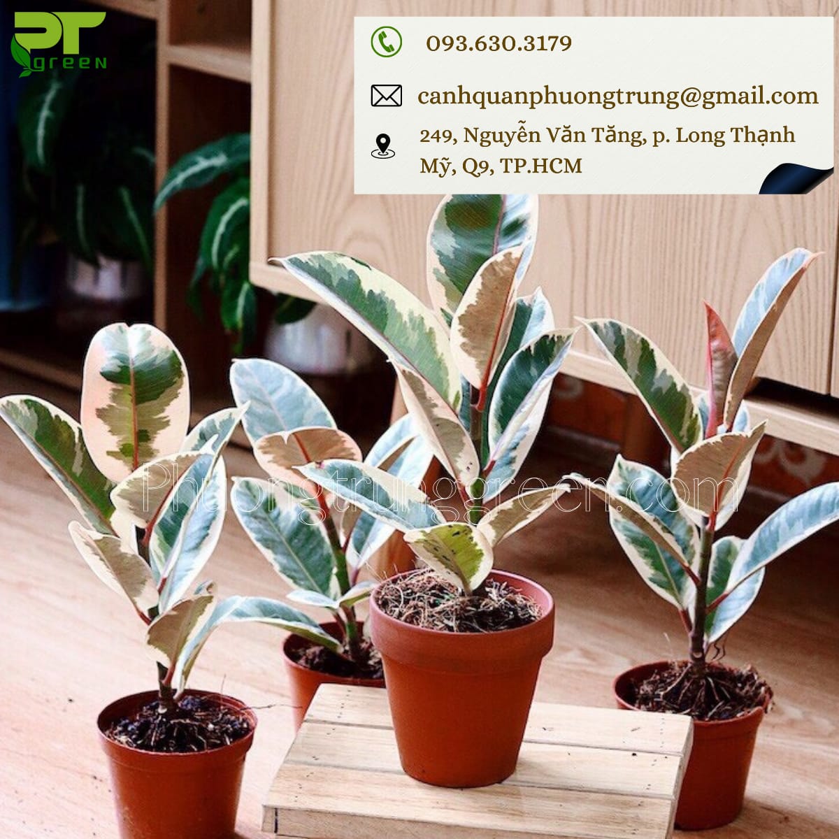 Phương Trung Green cung cấp cây cẩm thạch giá tốt