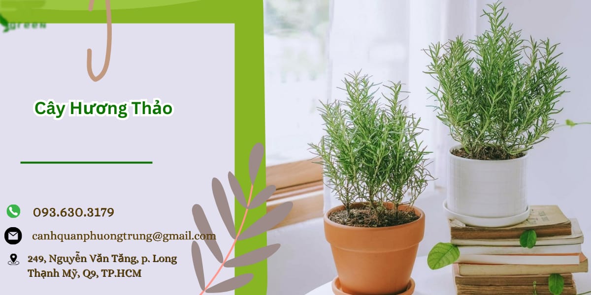 Cây hương thảo giá rẻ