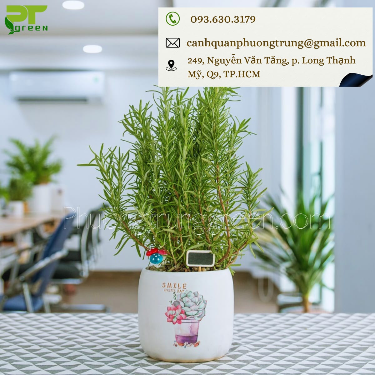 PT Green bán cây hương thảo giá rẻ