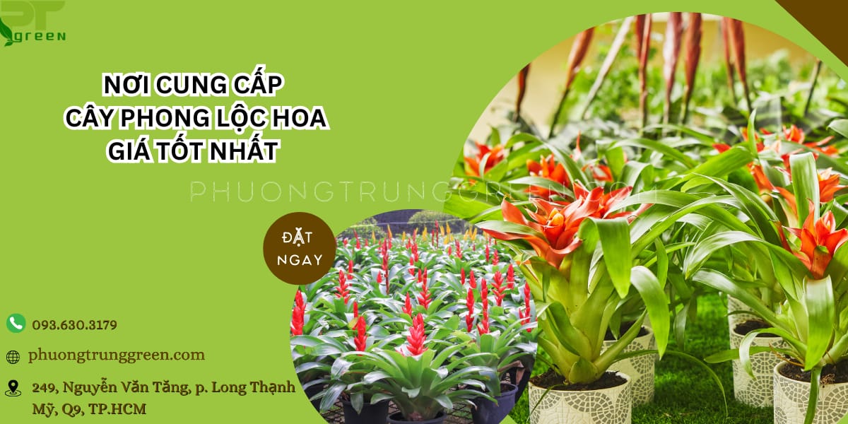 Phương Trung Green bán cây phong lộc hoa giá tốt