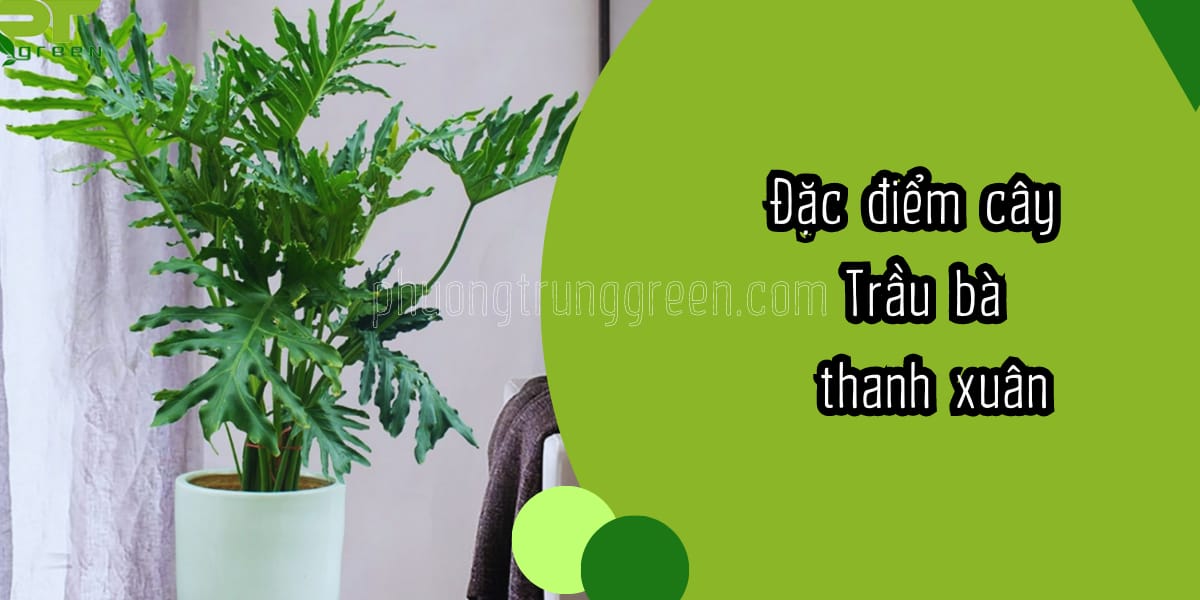 Đặc điểm cây trầu bà thanh xuân