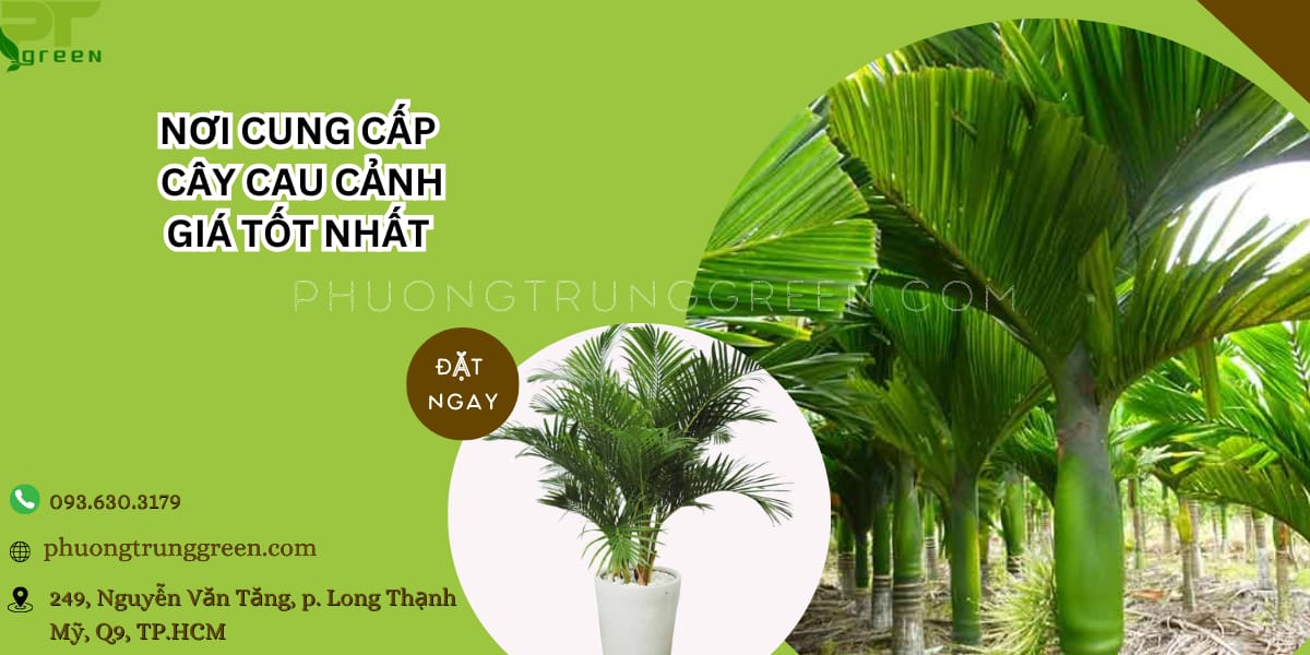 PT Green cung cấp các loại cau cảnh giá tốt