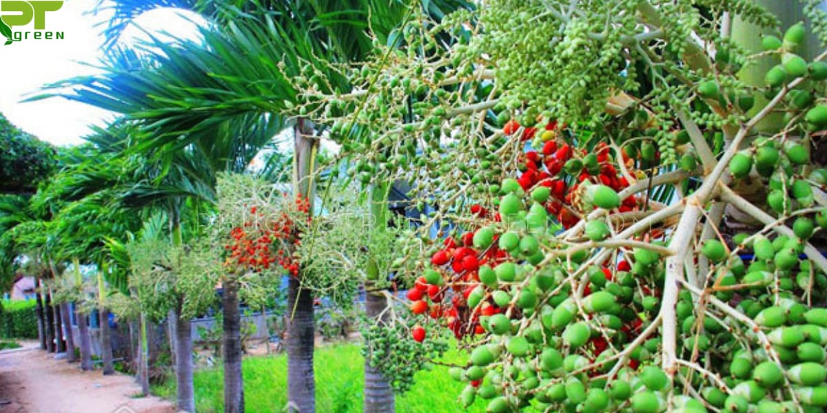 Cây cau cảnh quả đỏ