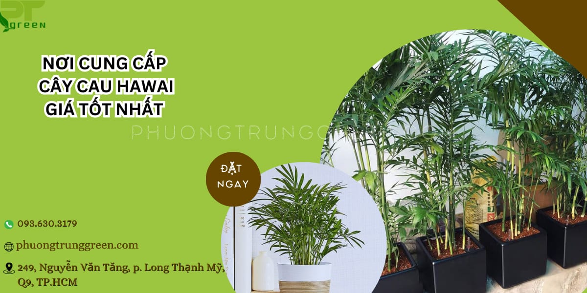 Phương Trung Green cung cấp cây cau Hawai giá tốt nhất tại TP.HCM