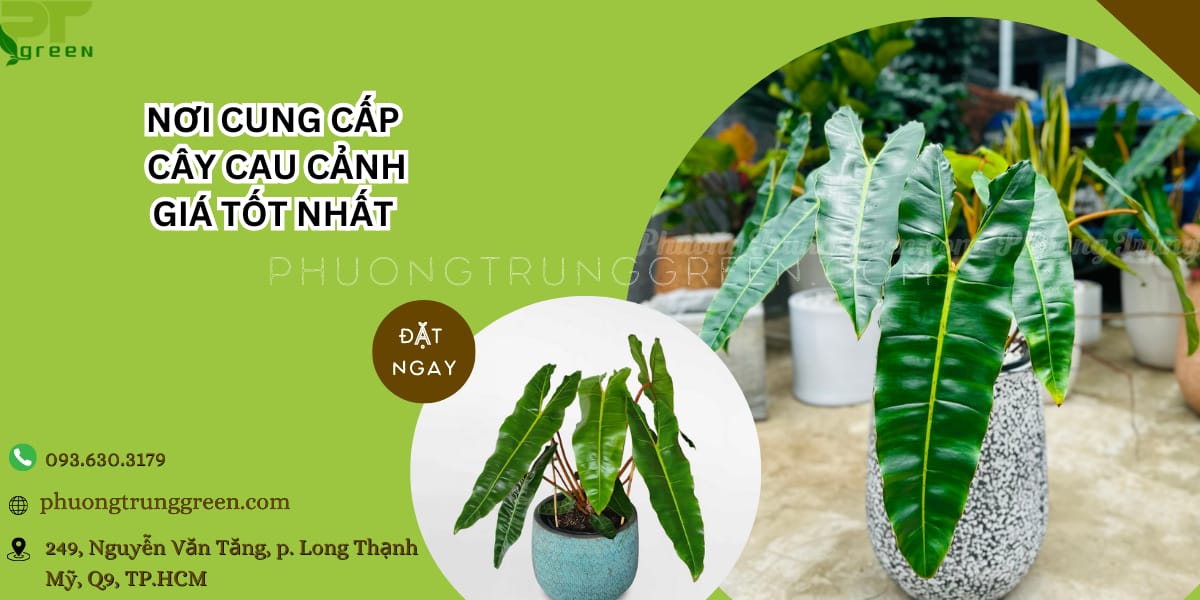 Nơi bán cây hồng hạc giá tốt