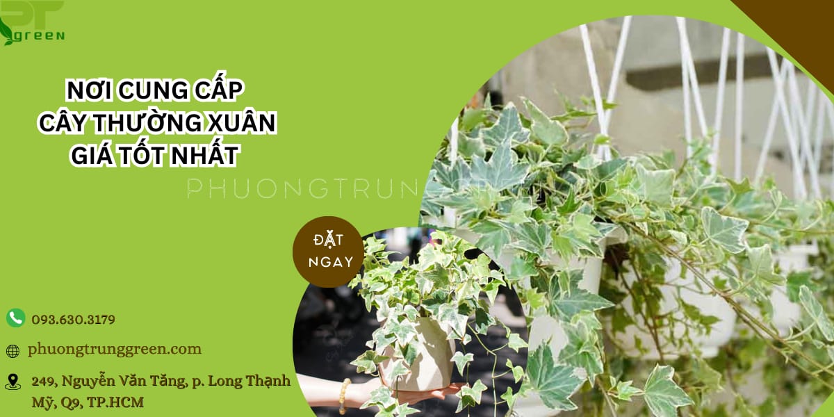 Phương Trung Green cung cấp cây thường xuân giá tốt nhất tại TP.HCM