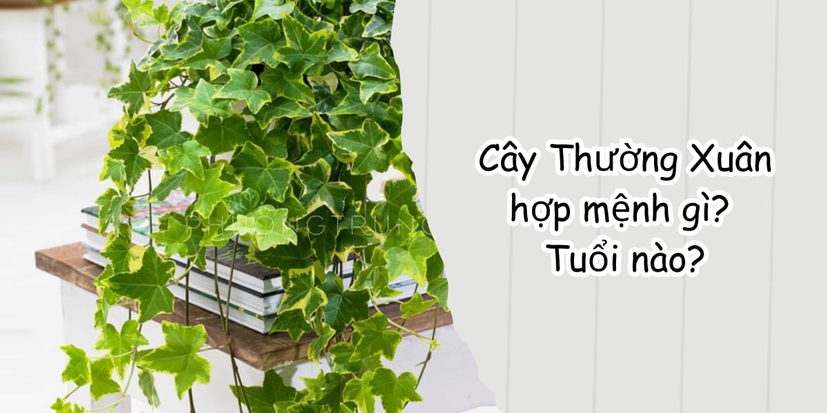 Cây thường xuân hợp với hầu hết các mệnh, tuổi