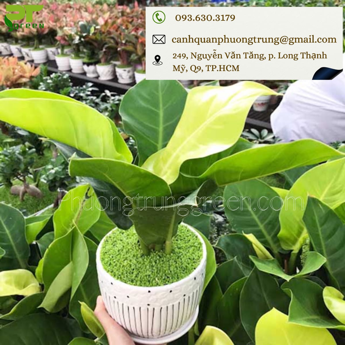 PTGreen cung cấp cây trầu bà đế vương giá tốt