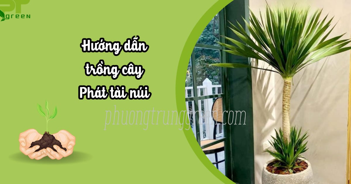 Cách trồng Phát tài núi đúng kỹ thuật