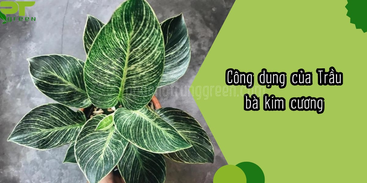 Công dụng của Trầu bà kim cương