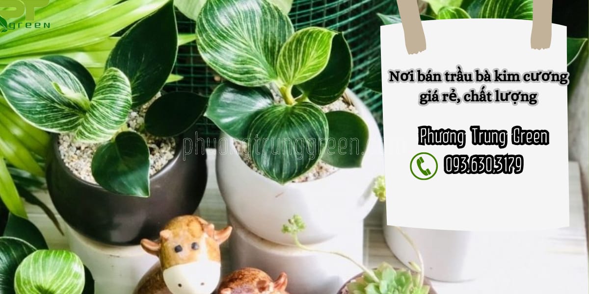 Nơi bán cây trầu bà đế vương kim cương giá rẻ tại TP.HCM