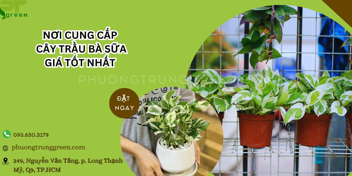 Phương Trung Green bán cây trầu bà sữa giá rẻ tại TP.HCM